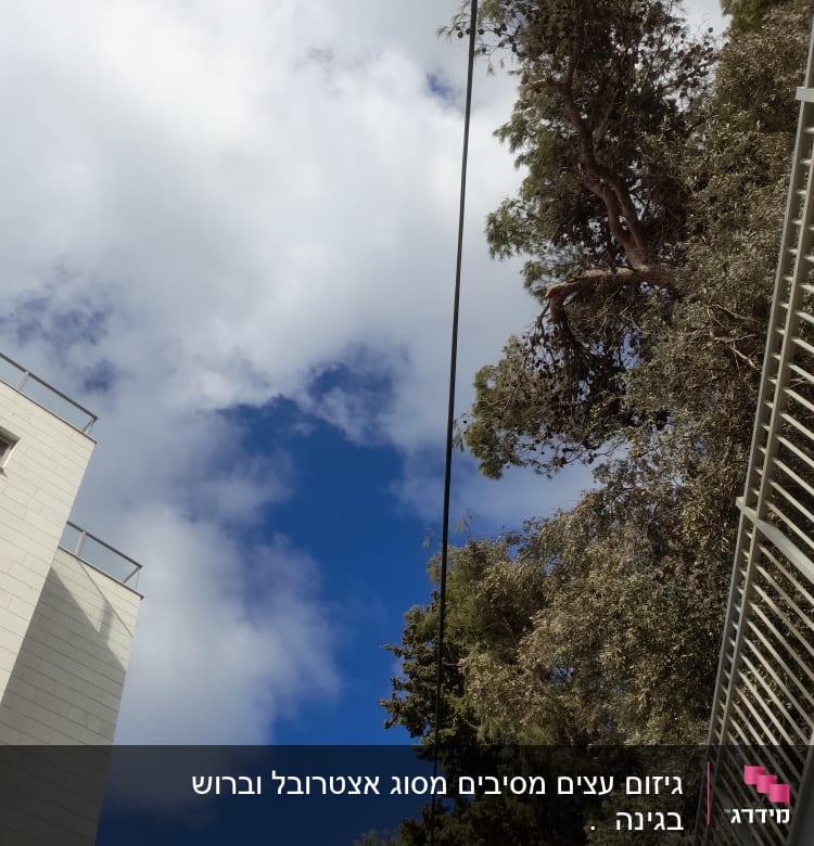 שמיים כחולים עם עננים ועץ גבוה ליד בניין